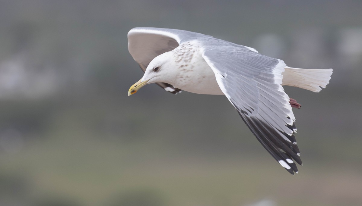Vega Gull - ML630555605