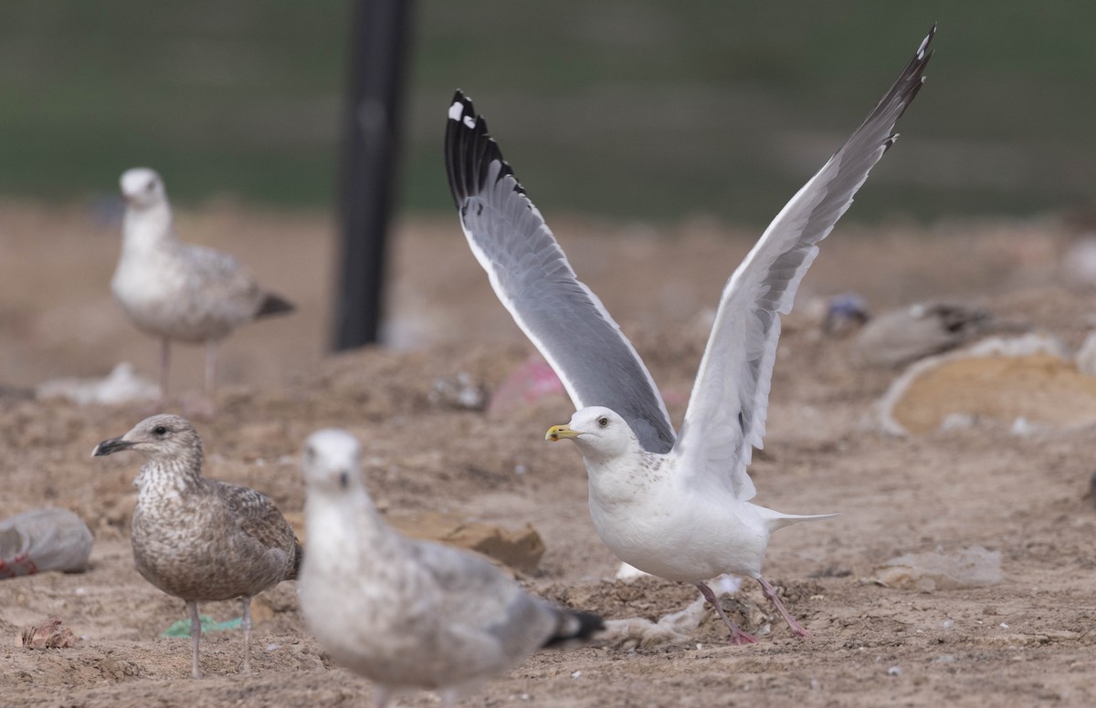 Vega Gull - ML630555606