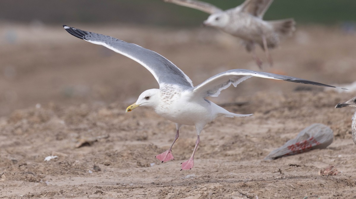 Vega Gull - ML630555607