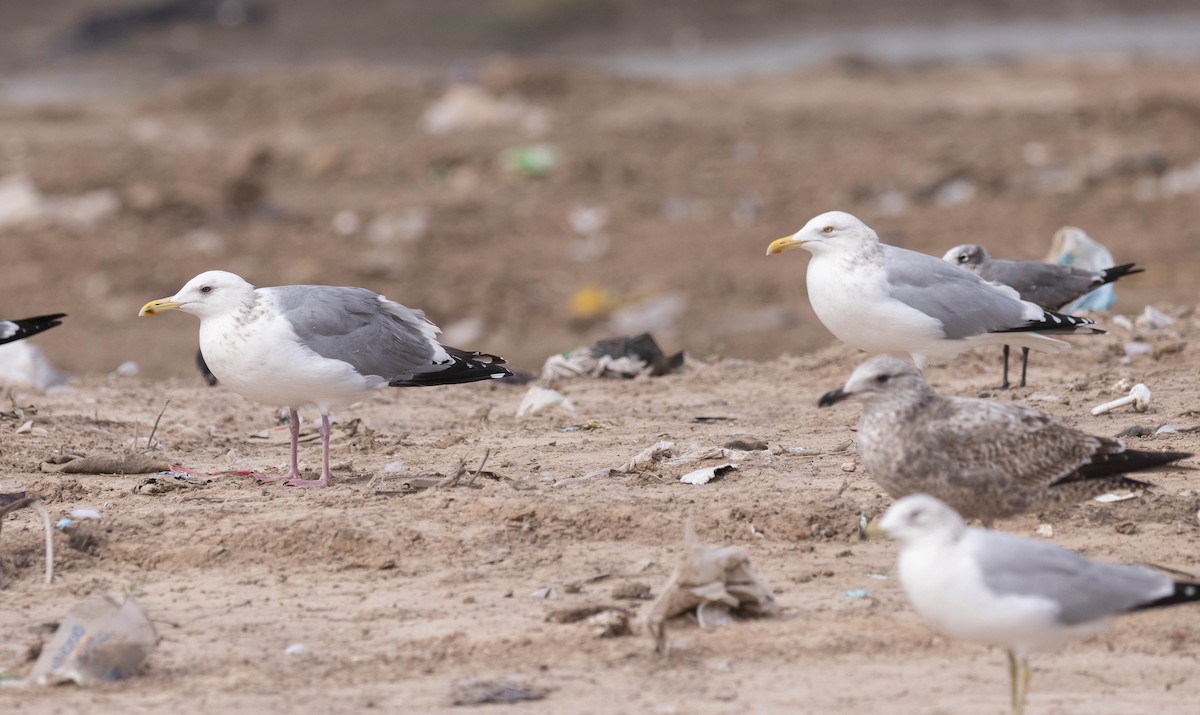 Vega Gull - ML630555608