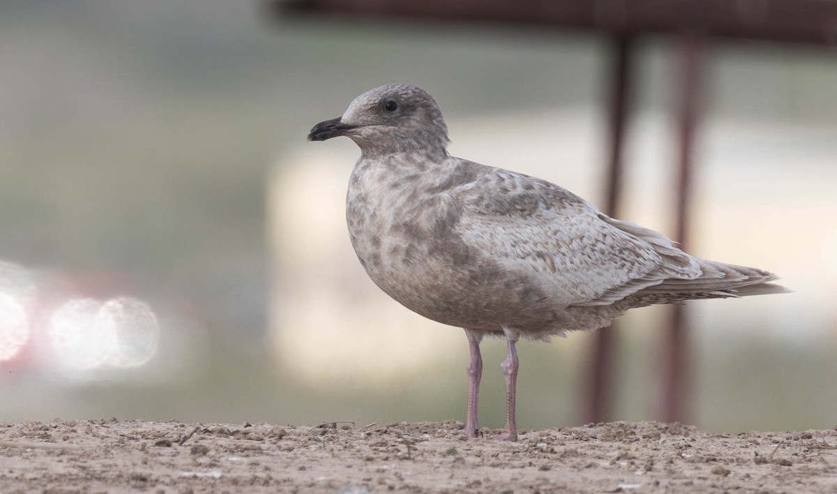 Iceland Gull (Thayer's) - ML630555624