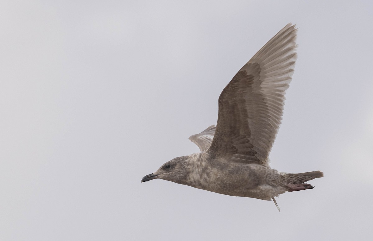 Iceland Gull (Thayer's) - ML630555625