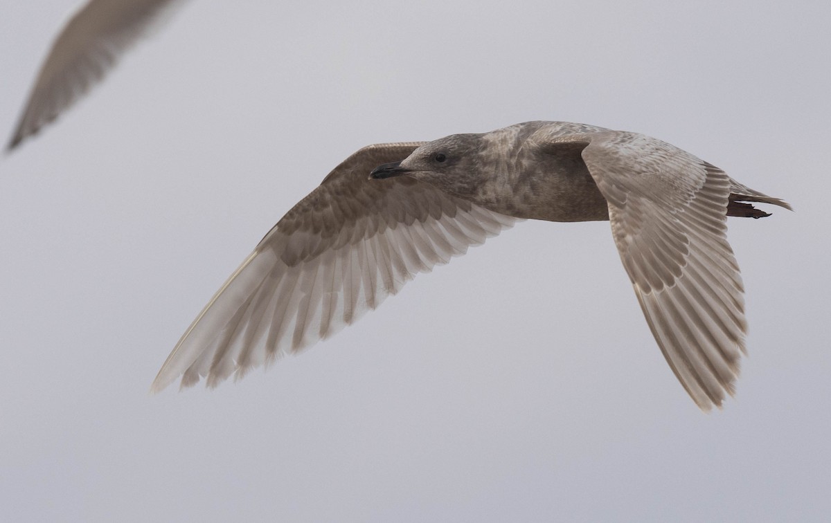 Iceland Gull (Thayer's) - ML630555626