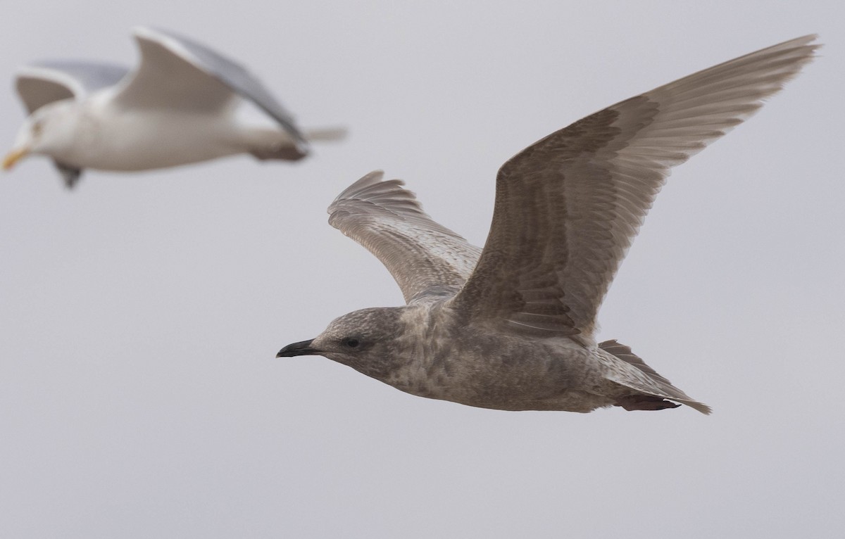 Iceland Gull (Thayer's) - ML630555627