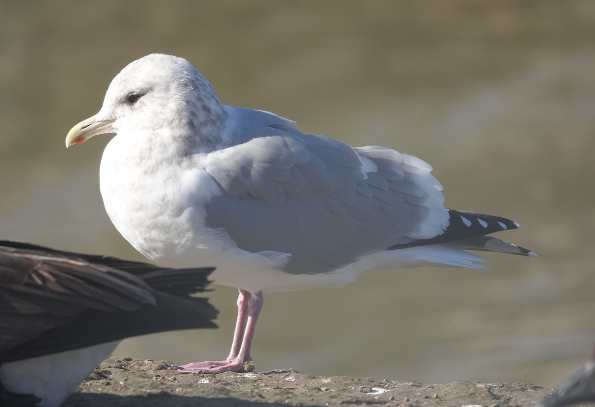 Iceland Gull - ML630555694