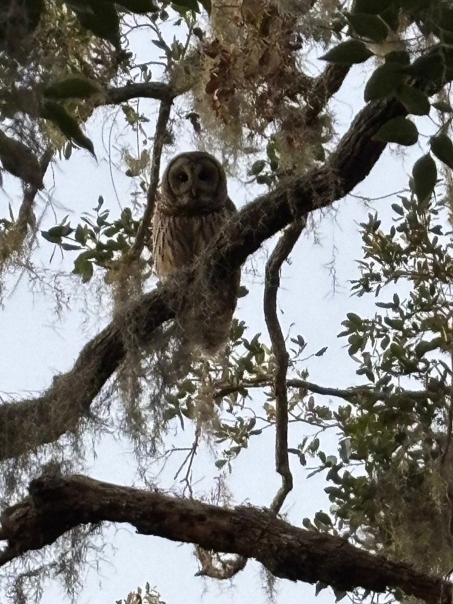 puštík proužkovaný - ML630555797