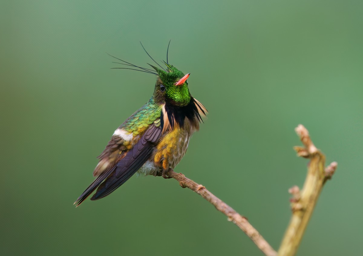 クロツノユウジョハチドリ - ML630555904