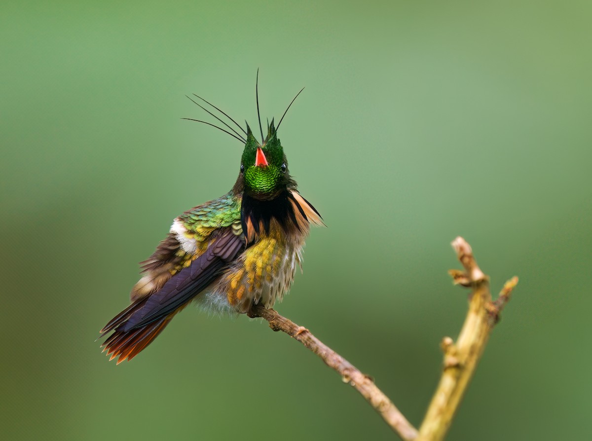 クロツノユウジョハチドリ - ML630555905