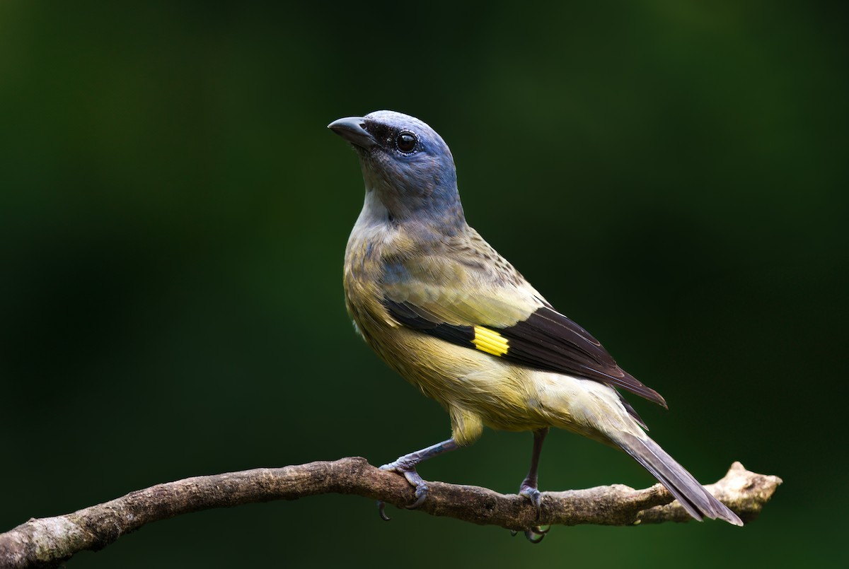 モンキフウキンチョウ - ML630555945