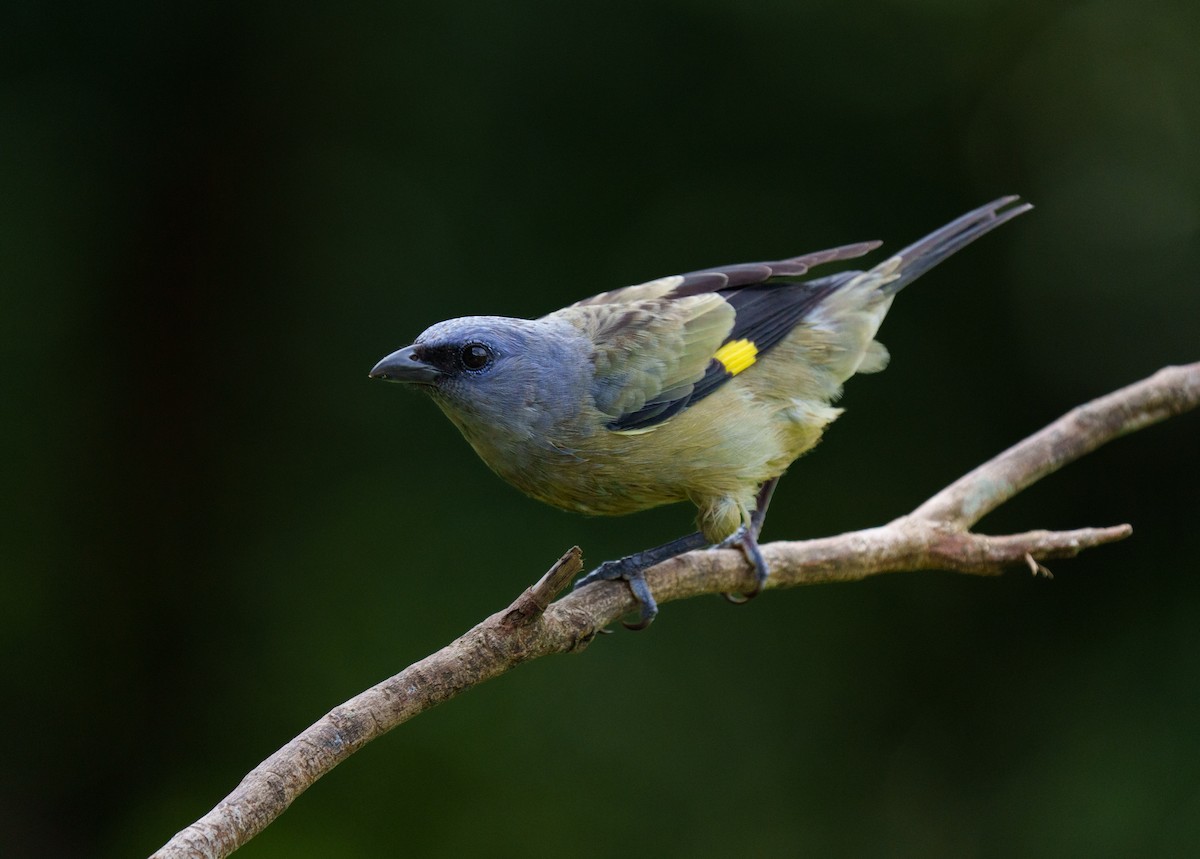 モンキフウキンチョウ - ML630555951