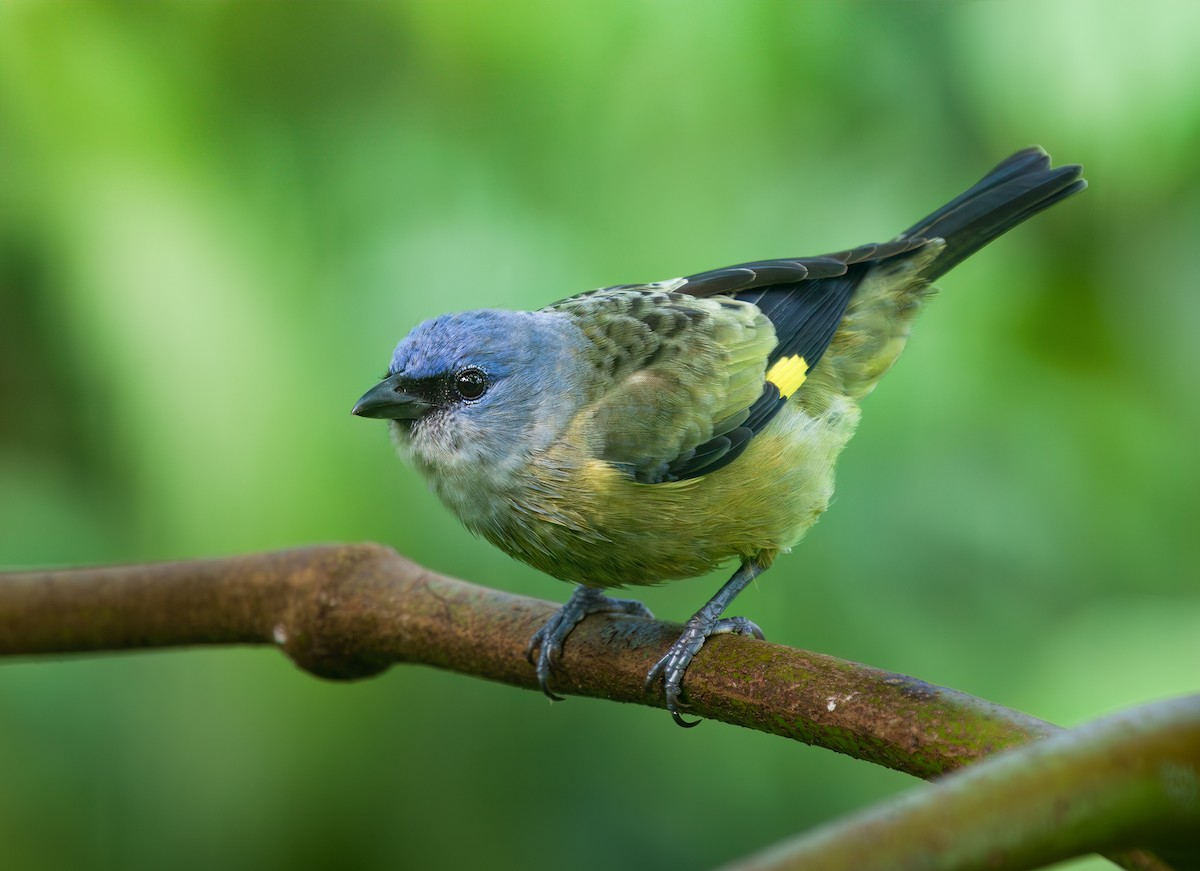 モンキフウキンチョウ - ML630556007