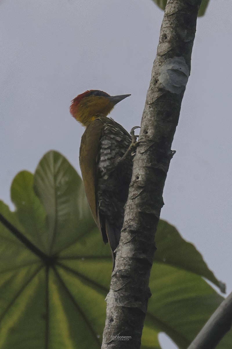 Yellow-throated Woodpecker - ML630556189