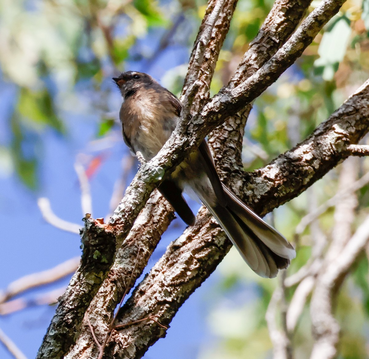 Gray Fantail - ML630556288