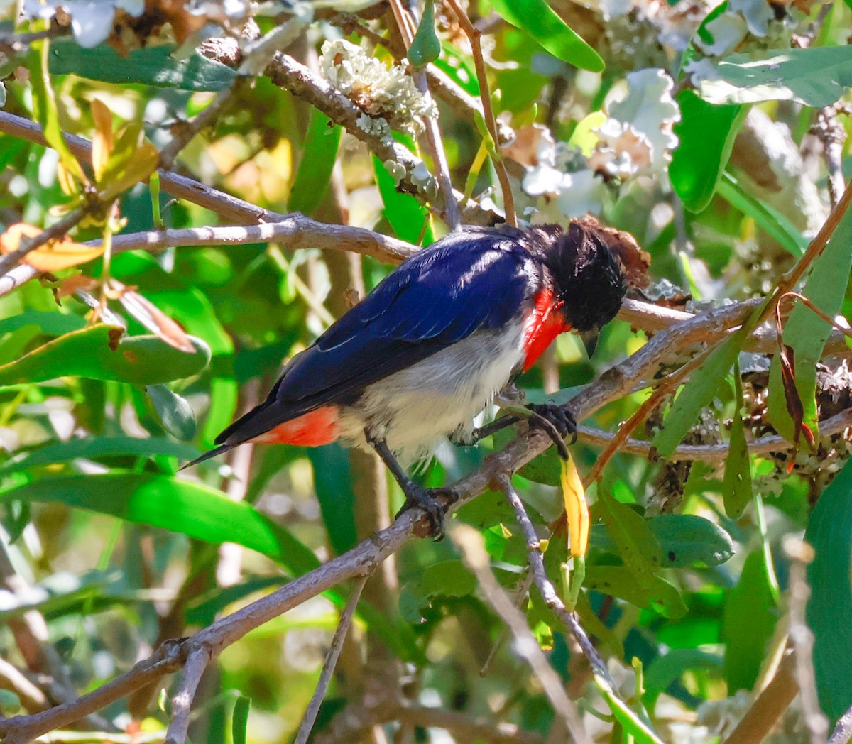 Mistletoebird - ML630556364