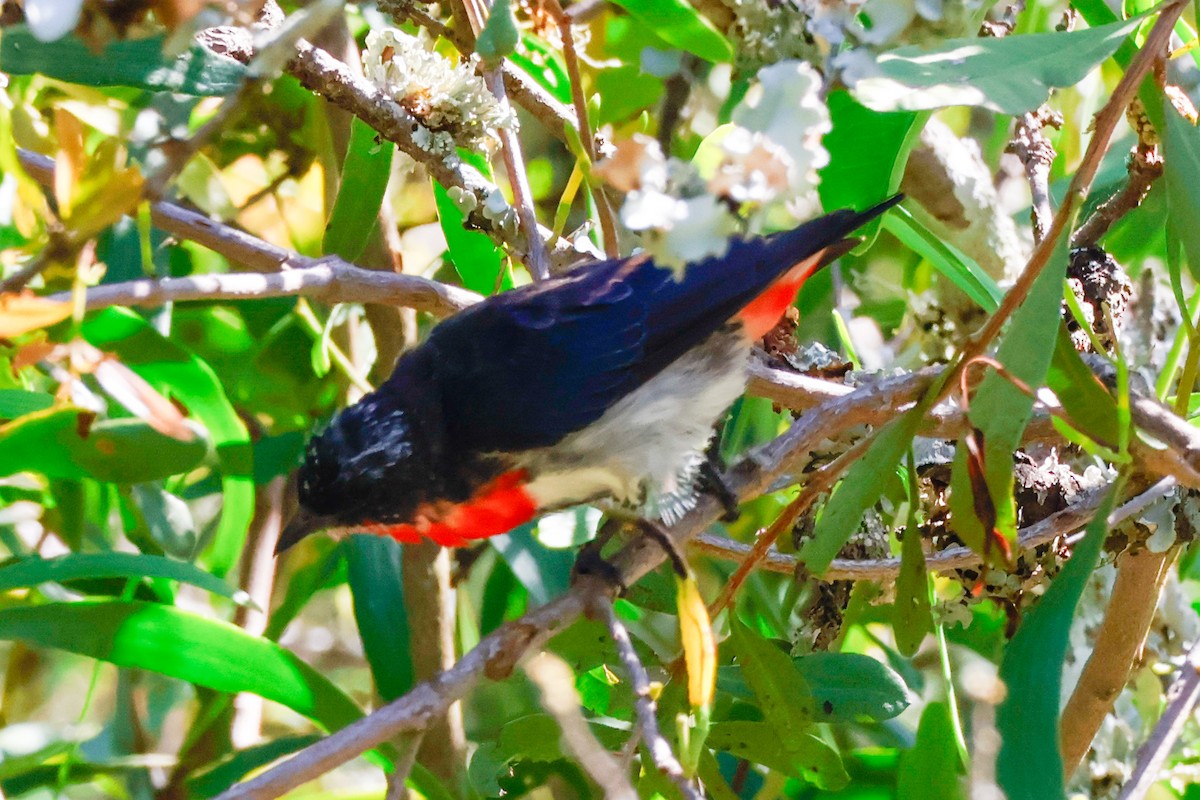 Mistletoebird - ML630556365