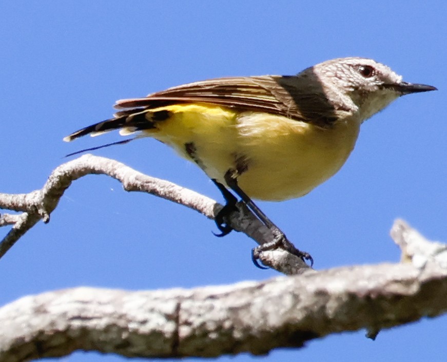 Yellow-rumped Thornbill - ML630556451