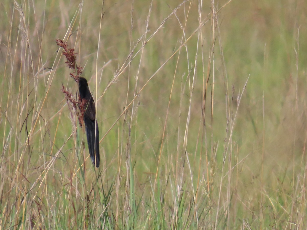 Marsh Widowbird - ML630556475
