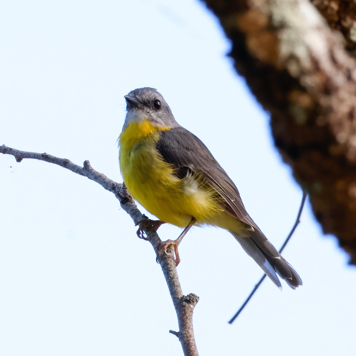 Eastern Yellow Robin - ML630556519