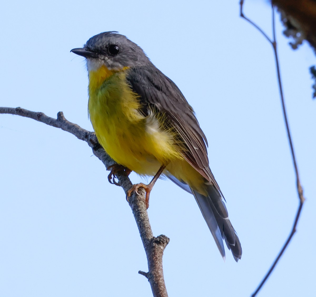 Eastern Yellow Robin - ML630556520