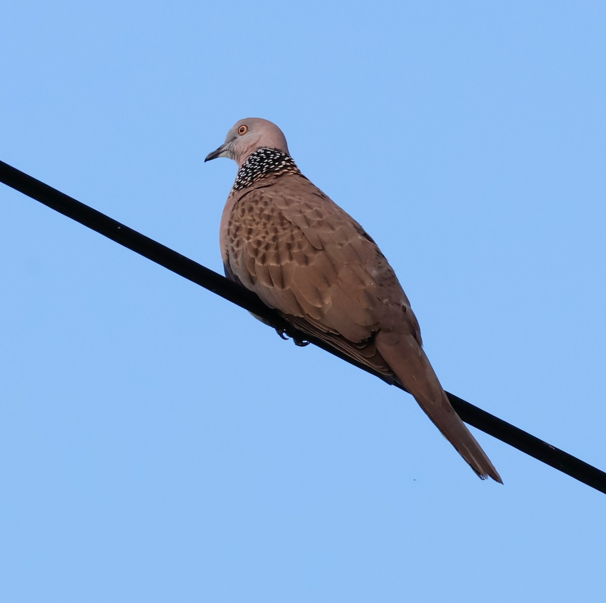 Spotted Dove - ML630556562