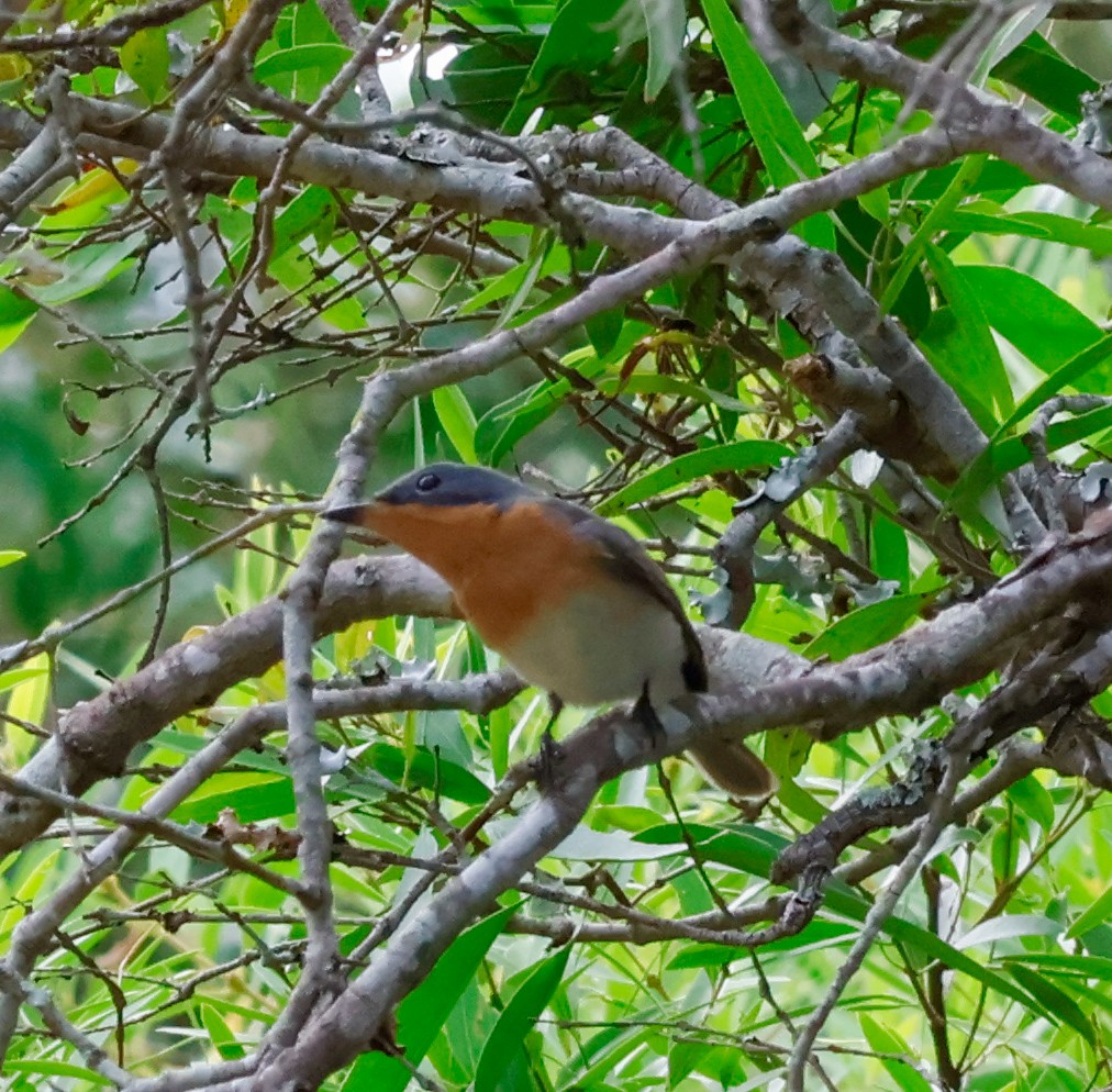 Leaden Flycatcher - ML630556589