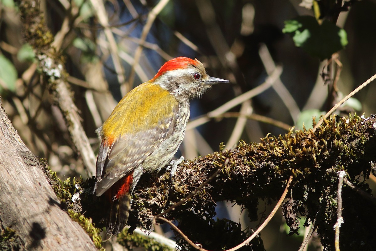 Abyssinian Woodpecker - ML630556895