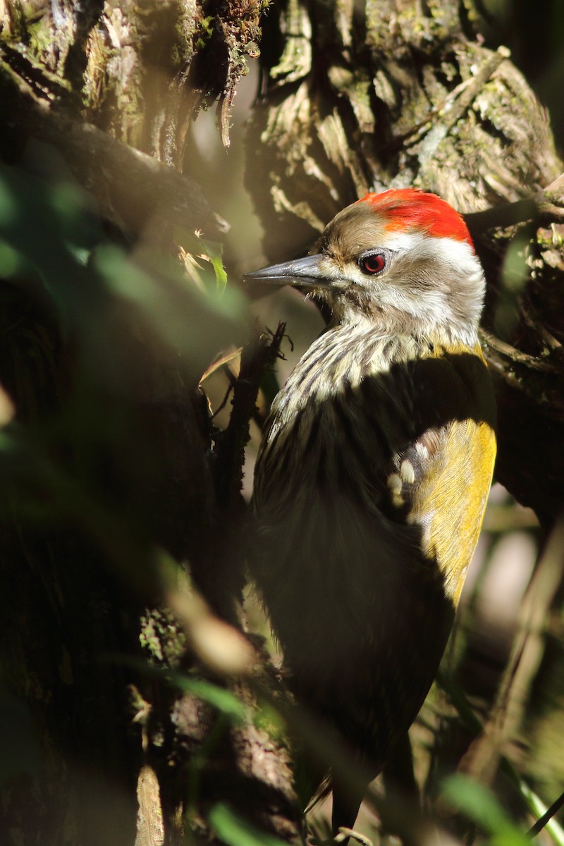 Abyssinian Woodpecker - ML630556900