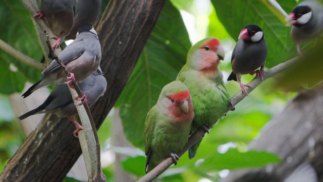 Rosy-faced Lovebird - ML630557064
