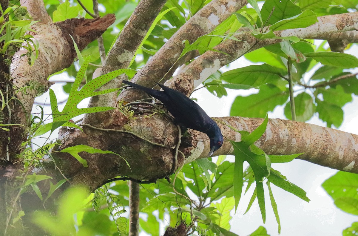 Chestnut-winged Starling - ML630557135