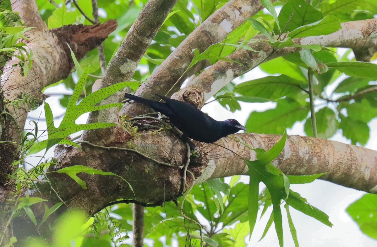 Chestnut-winged Starling - ML630557222