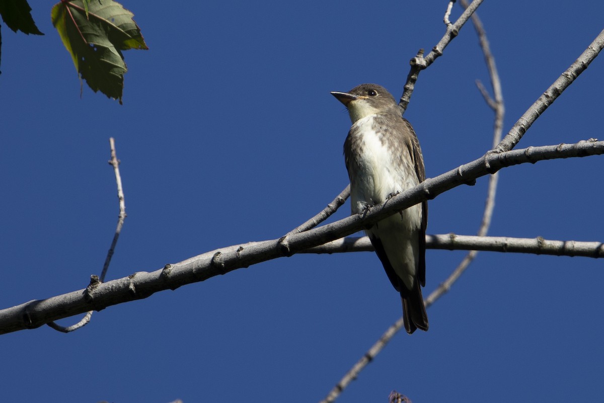 Olive-sided Flycatcher - ML630557342