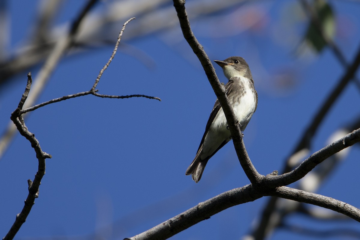 Olive-sided Flycatcher - ML630557343