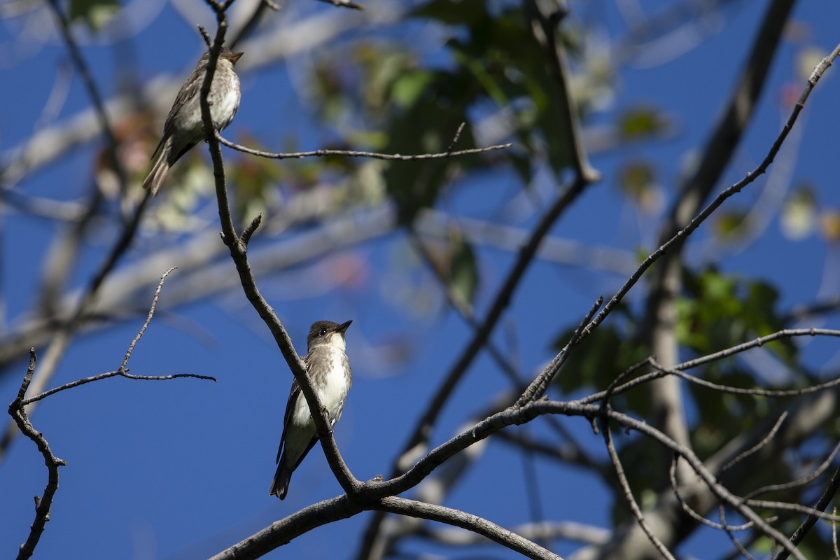 Olive-sided Flycatcher - ML630557344