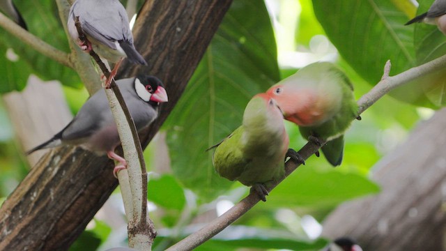 Rosy-faced Lovebird - ML630557389