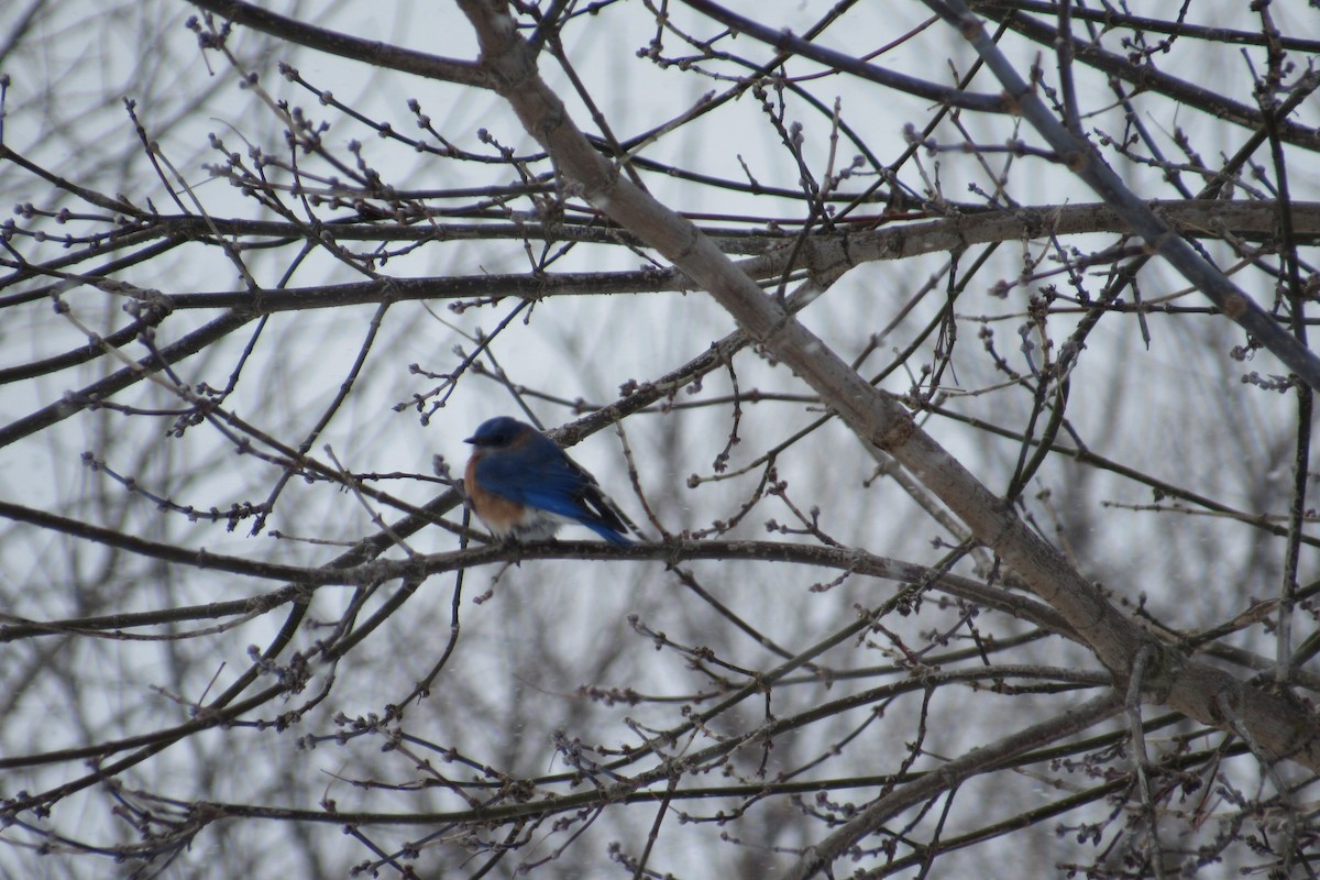 Eastern Bluebird - ML630557478