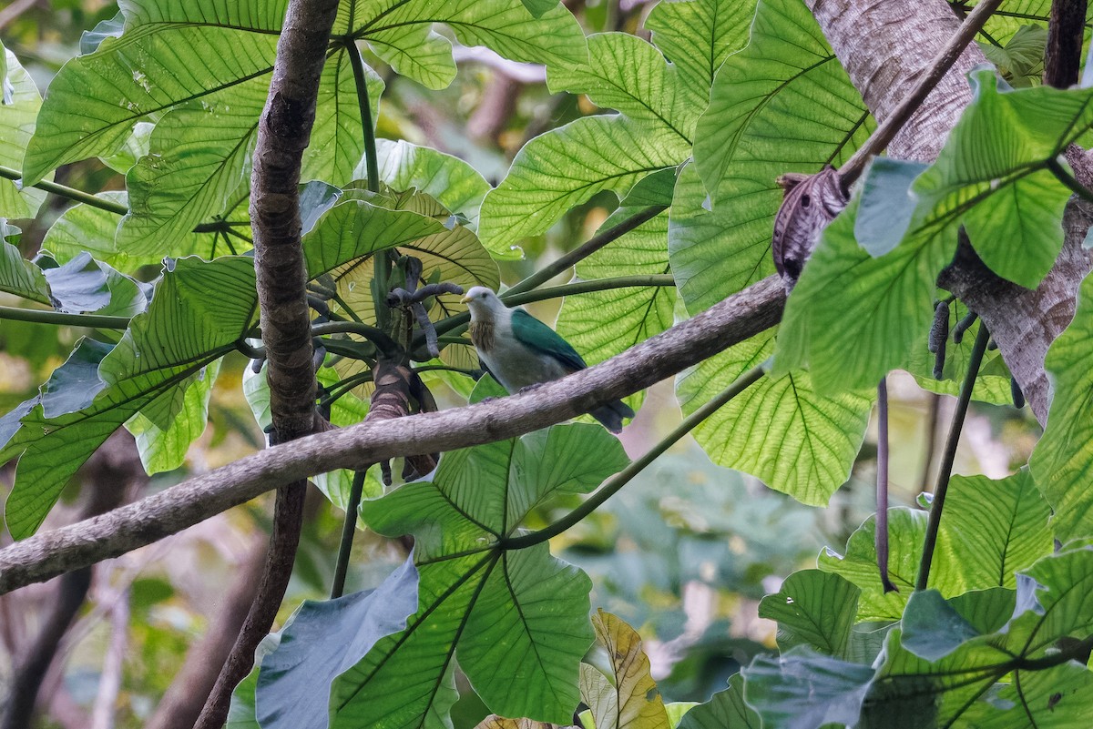 Gray-green Fruit-Dove - ML630557604