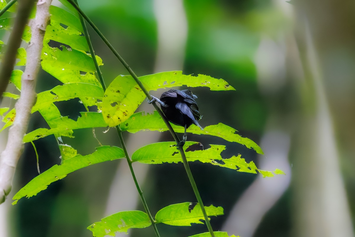 Tahiti Monarch - ML630557609