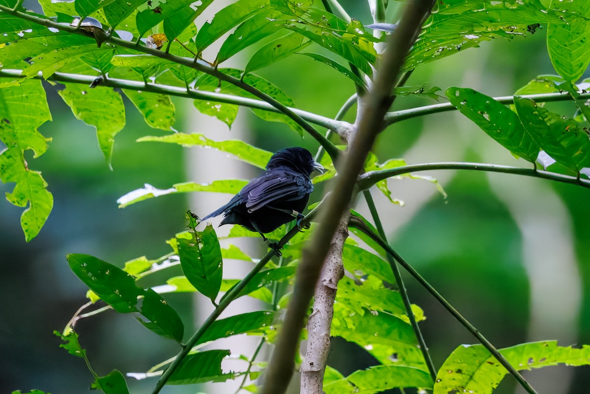 Tahiti Monarch - ML630557610