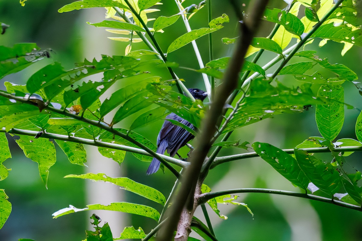 Tahiti Monarch - ML630557611