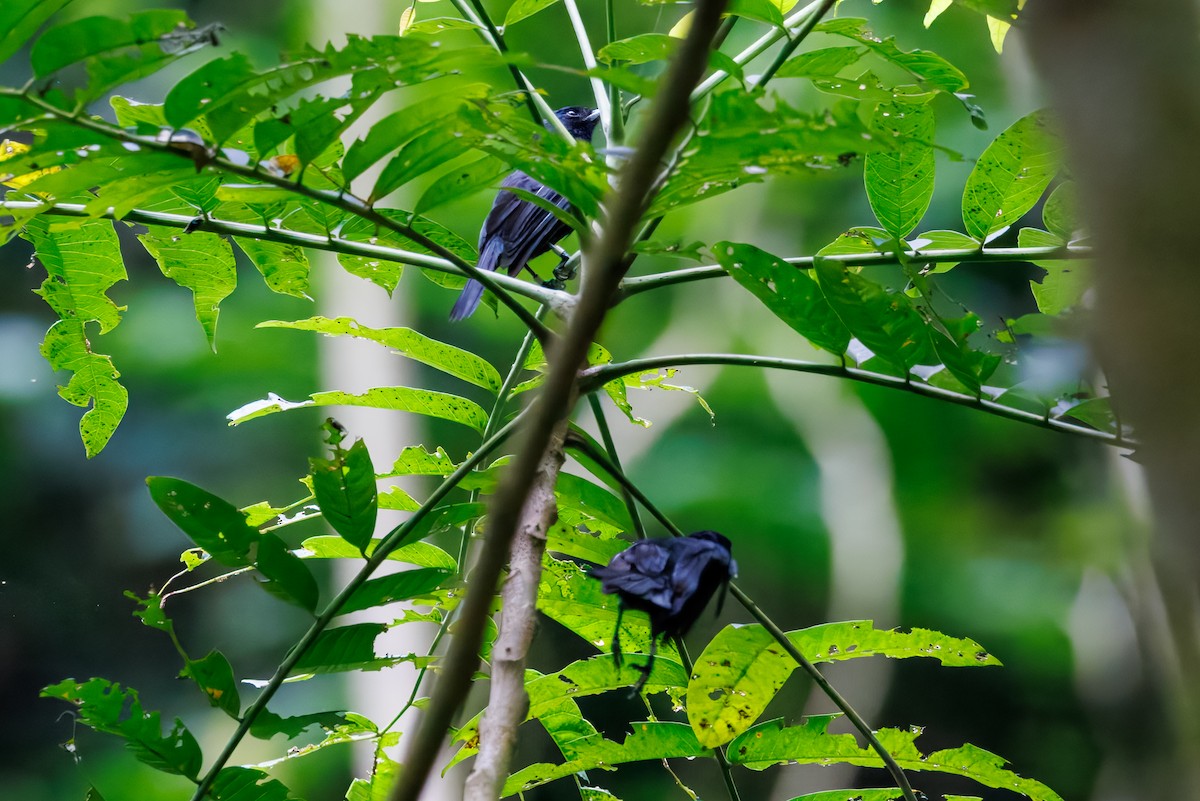 Tahiti Monarch - ML630557612