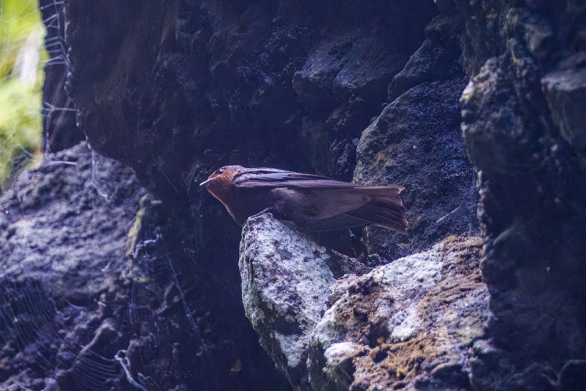 vlaštovka rezavohrdlá - ML630557623