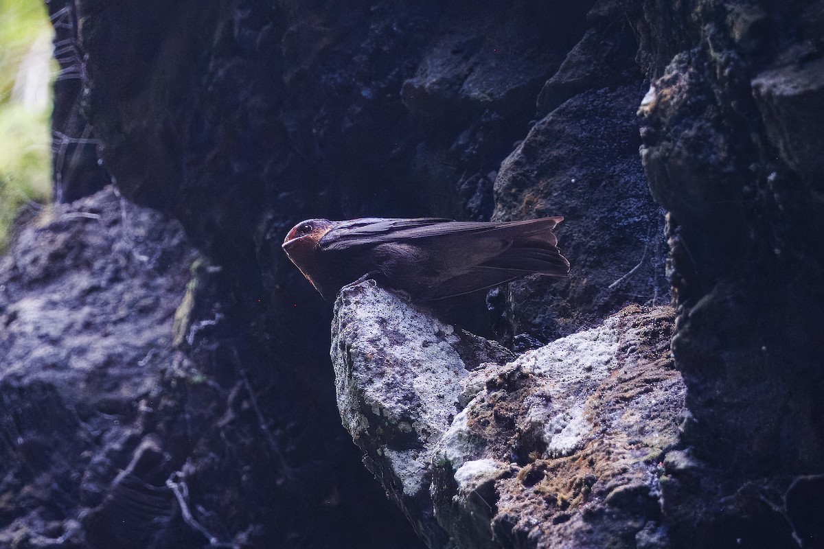 vlaštovka rezavohrdlá - ML630557624