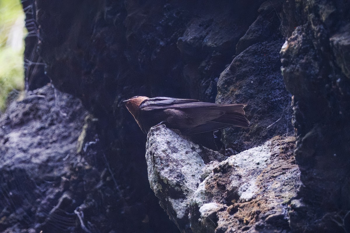 vlaštovka rezavohrdlá - ML630557625