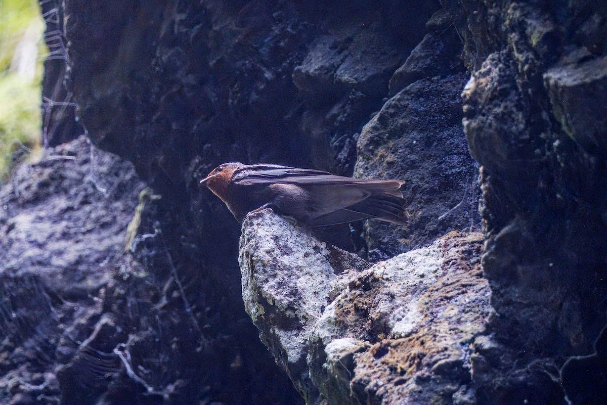 vlaštovka rezavohrdlá - ML630557626