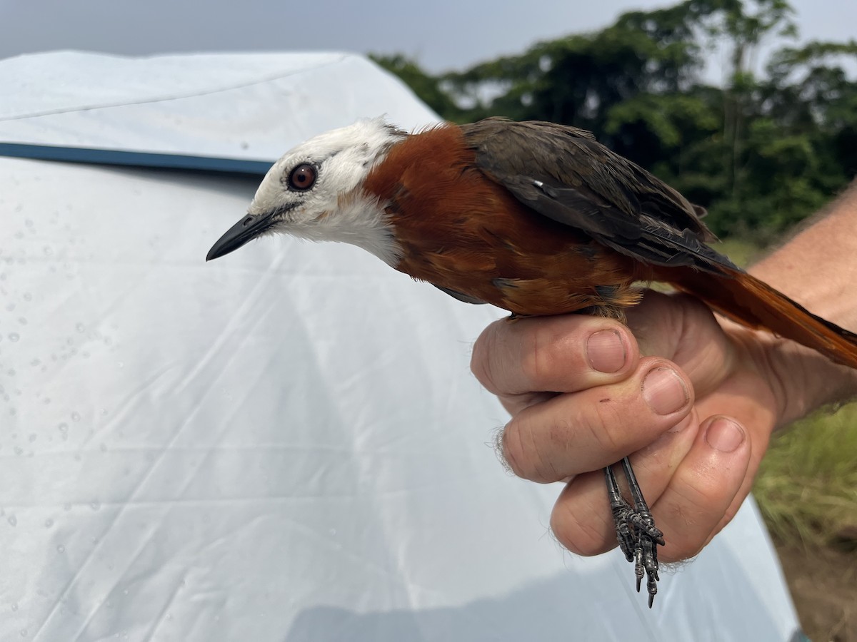 White-headed Robin-Chat - ML630557896