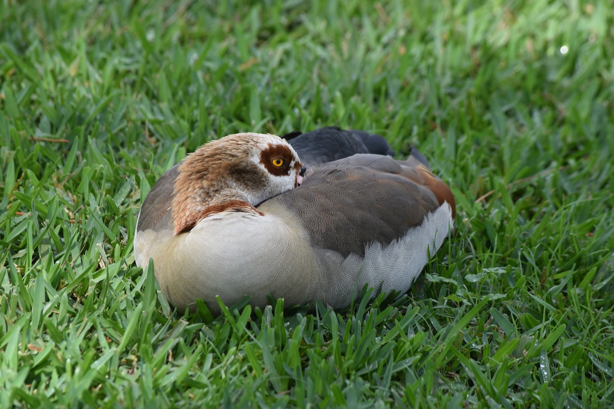 Egyptian Goose - ML630557995