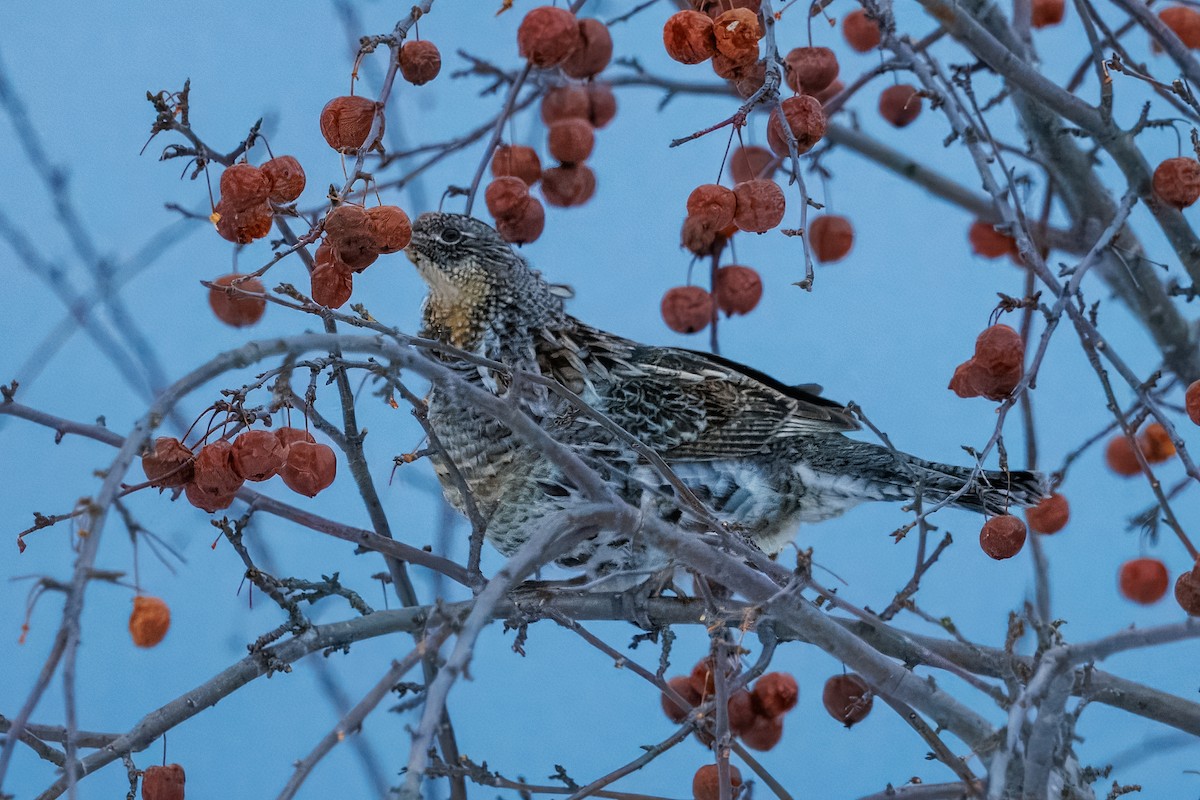 jeřábek kanadský - ML630558112