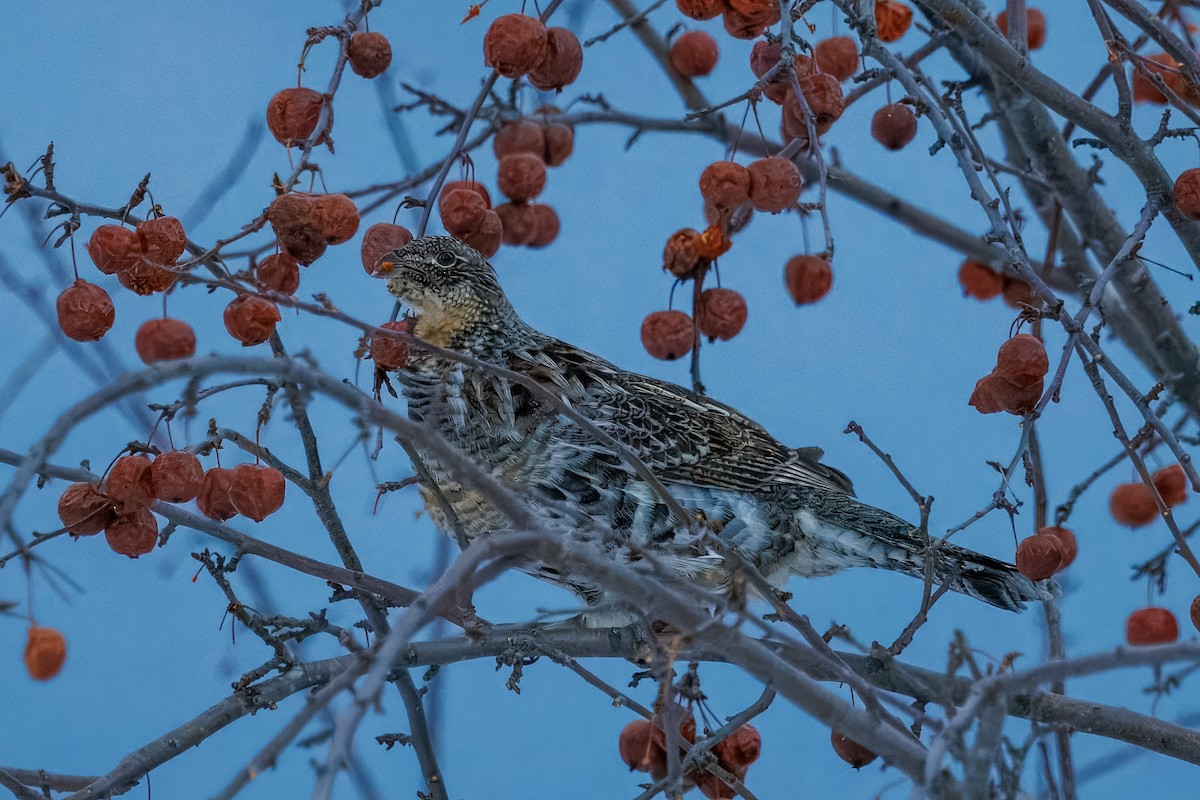 jeřábek kanadský - ML630558114