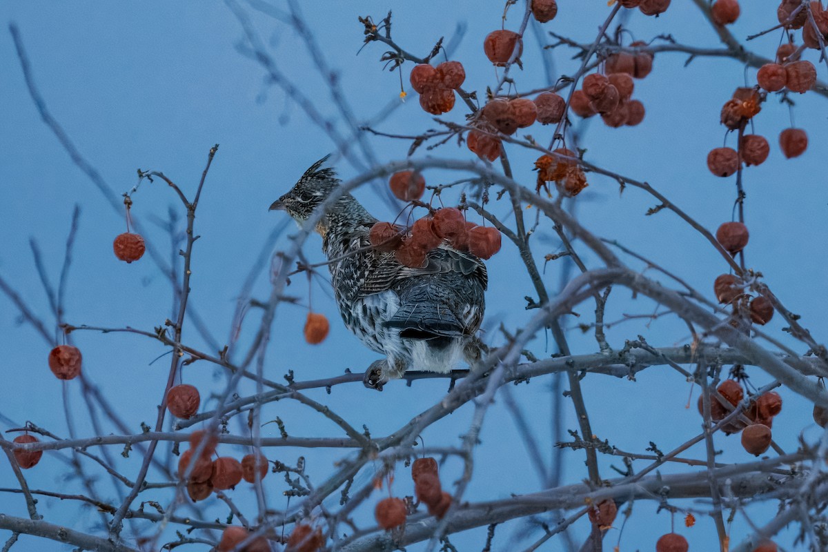 jeřábek kanadský - ML630558115