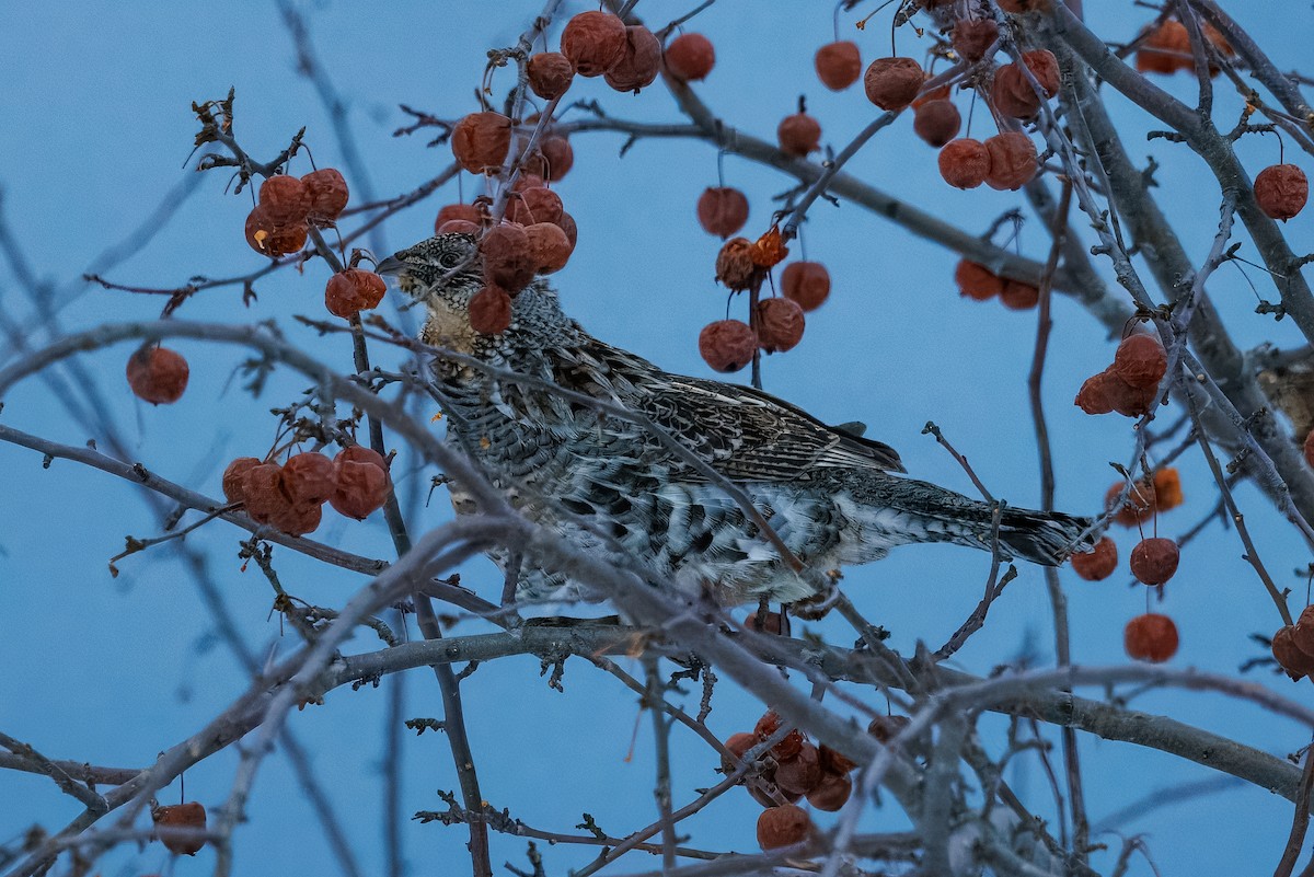 jeřábek kanadský - ML630558116